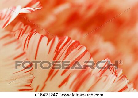Closeup detail of carnation flower petals View Large Photo Image Stock Photo - Closeup detail of carnation flower petals. Fotosearch