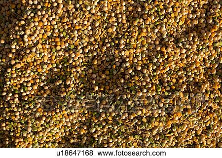 Closeup detail of grains View Large Photo Image Stock Photo - Closeup detail of grains. Fotosearch