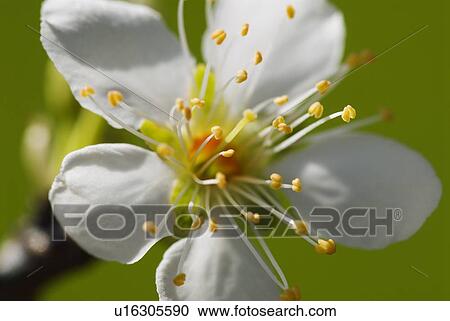 Closeup of a nectarine flower blooming View Large Photo Image Stock Image - Closeup of a nectarine flower blooming. Fotosearch