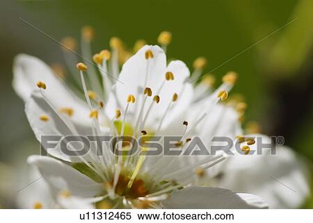 Closeup of a nectarine flower blooming View Large Photo Image Stock Photography - Closeup of a nectarine flower blooming. Fotosearch