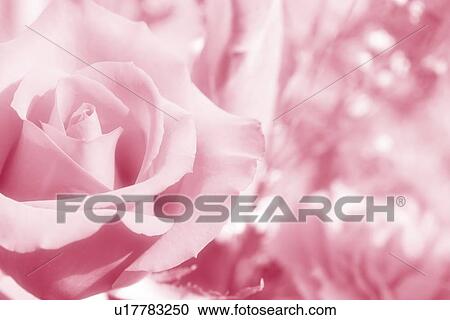 Closeup of a pink rose View Large Photo Image Stock Image - Closeup of a pink rose. Fotosearch