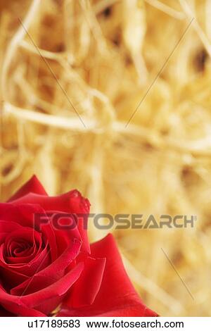 Stock Image - Closeup of a red rose. Fotosearch