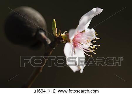Closeup of an almond blossom with black background View Large Photo Image Stock Image - Closeup of an almond blossom with black background. Fotosearch