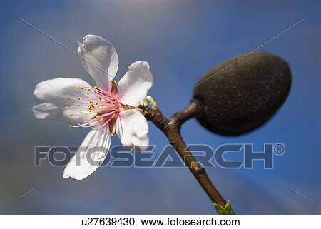 Stock Image - Closeup of an almond flower. Fotosearch