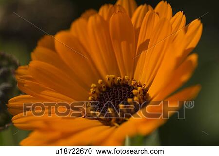 Stock Image - Closeup of an orange flower. Fotosearch