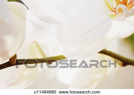 Closeup of white flowers View Large Photo Image Stock Photography - Closeup of white flowers. Fotosearch