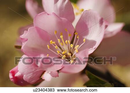 Closeup view of an almond flower View Large Photo Image Stock Image - Closeup view of an almond flower. Fotosearch