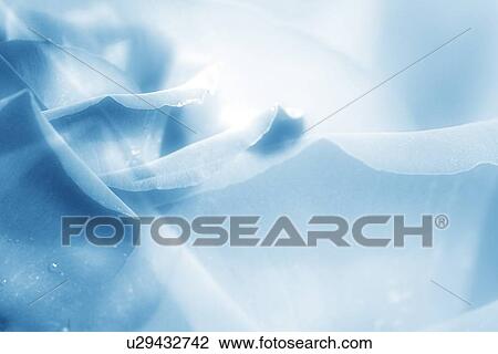 Stock Image - Closeup view of blue flower petals. Fotosearch