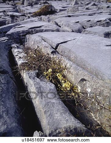 Co Clare, The Burren, near Black Head shows clints and grykes, Ireland View Large Photo Image Stock Photo - Co Clare, The Burren, near Black Head shows clints and grykes, Ireland. Fotosearch
