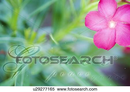 Stock Photography - Computer generated image of flower and grass with the words 'grace', 'peace' and 'elegance'. Fotosearch