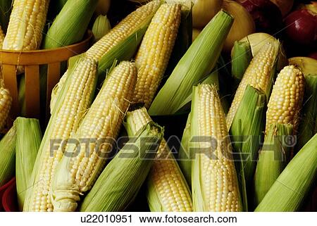 Stock Image - Corn cobs. Fotosearch