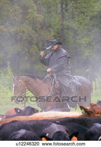 Cowboy herding cattle in the rain View Large Photo Image Stock Image - Cowboy herding cattle in the rain . Fotosearch