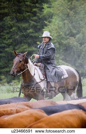 Cowboy herding cattle in the rain View Large Photo Image Stock Image - Cowboy herding cattle in the rain . Fotosearch