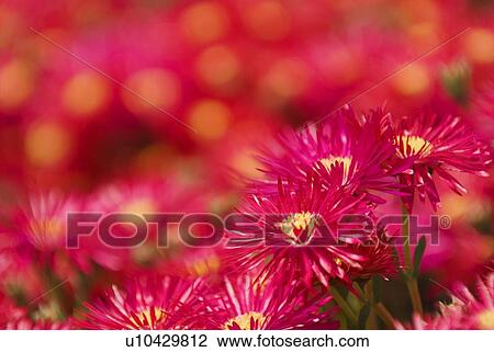 Stock Image - Crimson flowers with yellow centers . Fotosearch