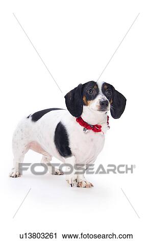 Dachshund puppy on white background View Large Photo Image Stock Image - Dachshund puppy on white background. Fotosearch