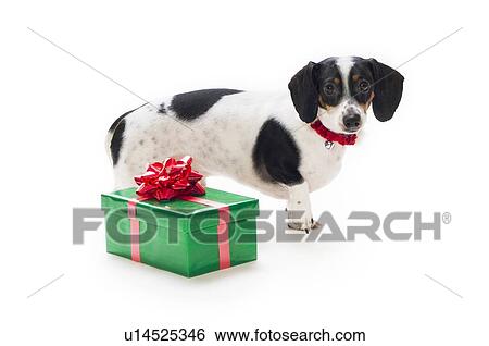 Dachshund puppy with present View Large Photo Image Stock Photograph - Dachshund puppy with present. Fotosearch