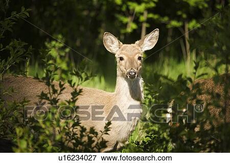 Deer in the bush View Large Photo Image Stock Photo - Deer in the bush. Fotosearch
