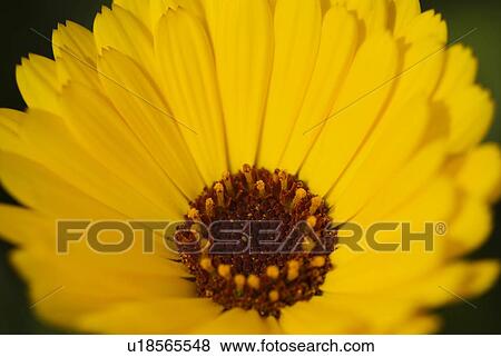 Detail of a yellow flower View Large Photo Image Stock Photo - Detail of a yellow flower. Fotosearch