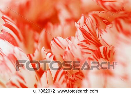 Stock Image - Detail of carnation flower petals. Fotosearch