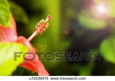 Detail of flower with stamen View Large Photo Image Stock Photography - Detail of flower with stamen. Fotosearch