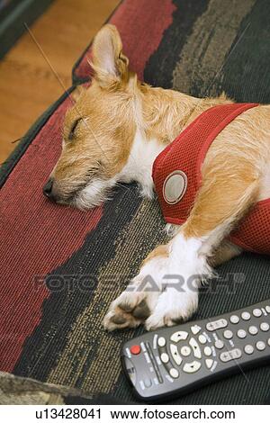 Dog sleeping next to remote control View Large Photo Image Stock Image - Dog sleeping next to remote control. Fotosearch