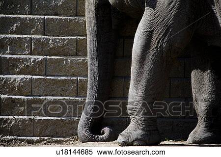 Elephant trunk and legs View Large Photo Image Stock Photography - Elephant trunk and legs. Fotosearch