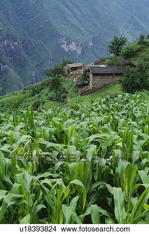 Field and village of Walnut Grove in Tiger Leaping Gorge, China View Large Photo Image Picture - Field and village of Walnut Grove in Tiger Leaping Gorge, China. Fotosearch