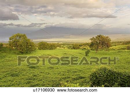 Stock Image - Field with trees and clouds. Fotosearch