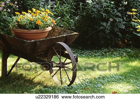 Flower pot in a wheelbarrow View Large Photo Image Stock Photograph - Flower pot in a wheelbarrow. Fotosearch