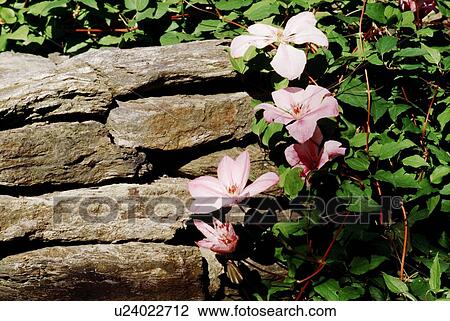 Flowers in a garden View Large Photo Image Stock Image - Flowers in a garden. Fotosearch