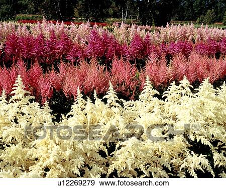 Flowers View Large Photo Image Stock Photo - Flowers. Fotosearch