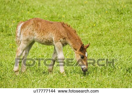 Picture - Foal grazing in field. Fotosearch