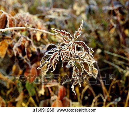 Foliage on the end of a branch edged with frost View Large Photo Image Stock Photo - Foliage on the end of a branch edged with frost. Fotosearch