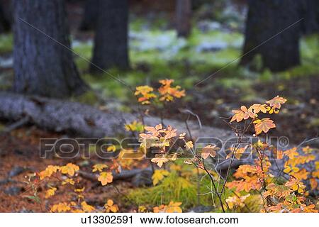 Forest floor in Autumn, Banff National Park, Alberta, Canada View Large Photo Image Stock Image - Forest floor in Autumn, Banff National Park, Alberta, Canada . Fotosearch