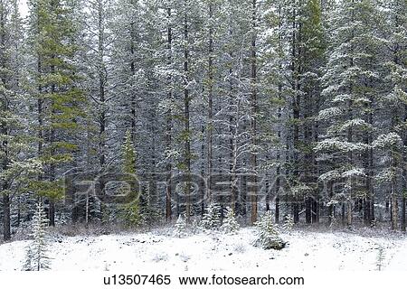 Stock Photography - Forest trees after spring snowfall. Fotosearch