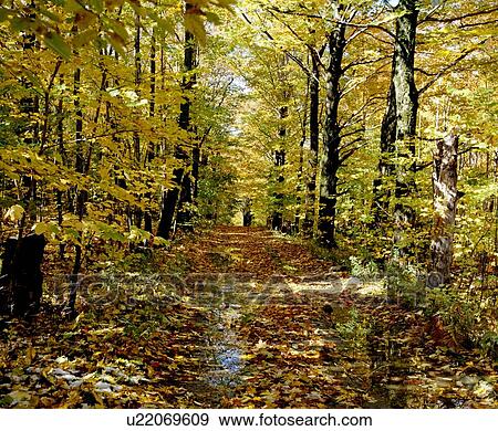 Stock Photo - Forest with creek running through it. Fotosearch