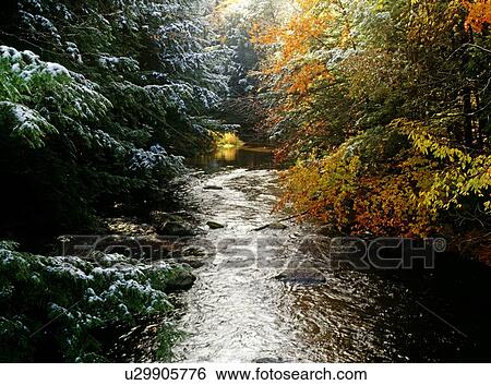 Forest with creek running through it View Large Photo Image Stock Photograph - Forest with creek running through it. Fotosearch