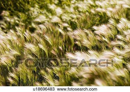 Stock Image - Foxtail barley. Fotosearch