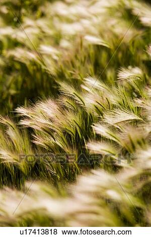 Foxtail barley View Large Photo Image Stock Photo - Foxtail barley. Fotosearch