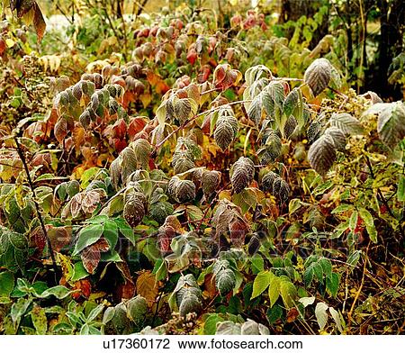 Frost on blackberry leaves View Large Photo Image Stock Image - Frost on blackberry leaves. Fotosearch