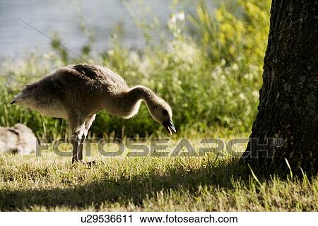 Geese by a lake View Large Photo Image Stock Image - Geese by a lake. Fotosearch