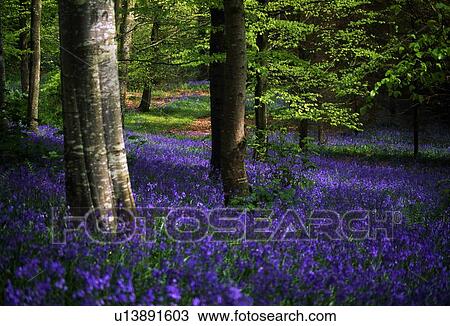 Glens of Antrim, Bluebells, Portglenone Forest, Ireland View Large Photo Image Stock Image - Glens of Antrim, Bluebells, Portglenone Forest, Ireland. Fotosearch