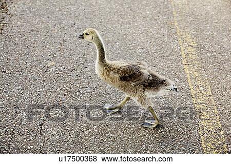 Goose crossing the road View Large Photo Image Stock Photo - Goose crossing the road. Fotosearch