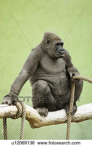 Gorilla View Large Photo Image Stock Photograph - Gorilla. Fotosearch