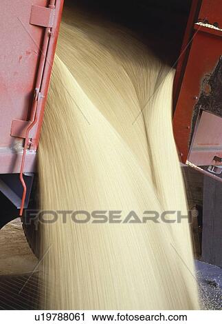 Grain pouring out of a truck View Large Photo Image Stock Image - Grain pouring out of a truck. Fotosearch