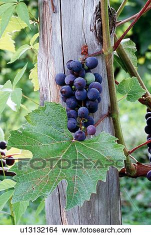 Grapes View Large Photo Image Picture - Grapes. Fotosearch