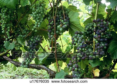 Grapes View Large Photo Image Stock Photography - Grapes. Fotosearch