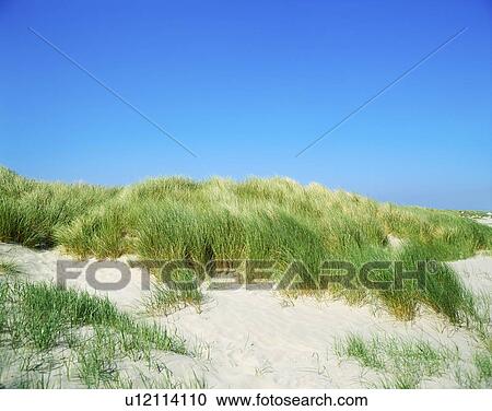 Stock Image - Grasses, Sand Dunes, Dollymount Strand, Dublin Bay, Ireland. Fotosearch
