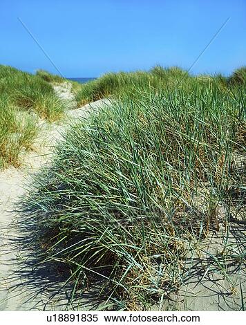 Stock Photography - Grasses, Sand Dunes, Dollymount Strand, Dublin Bay, Ireland. Fotosearch