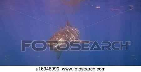 Great White Shark View Large Photo Image Stock Image - Great White Shark. Fotosearch